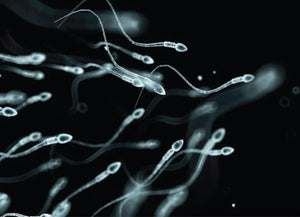 Fertilidade Masculina