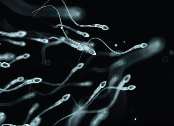 Fertilidade Masculina